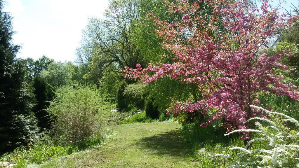Pension Siesta Želnava Exteriér fotografie